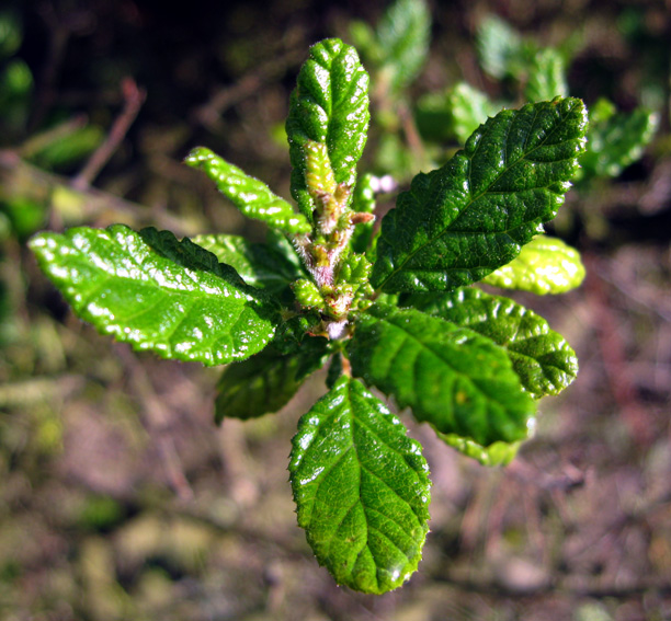 Ceanothus2