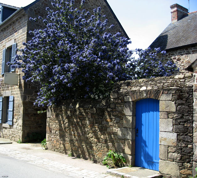 Ceanothus1