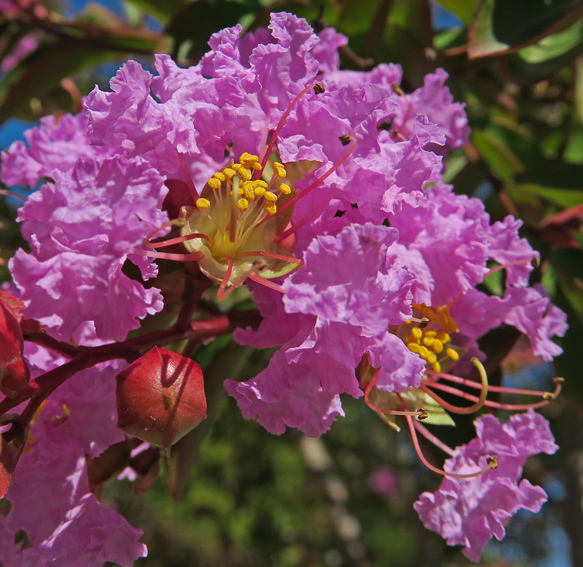 Lagerstroemia2