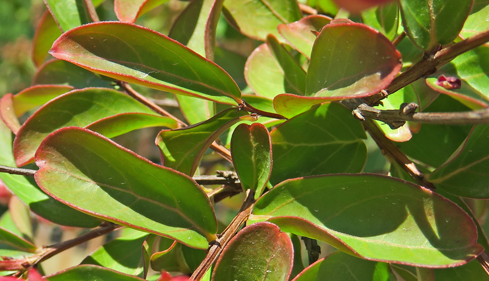 Lagerstroemia1a