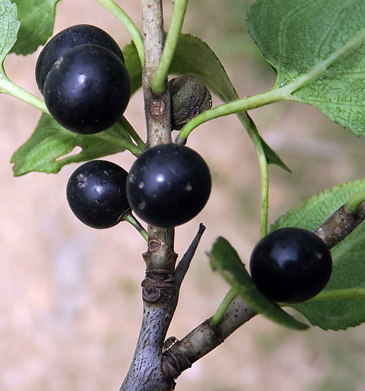 Rhamnus5