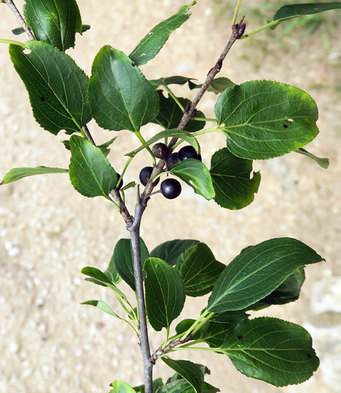 Rhamnus3