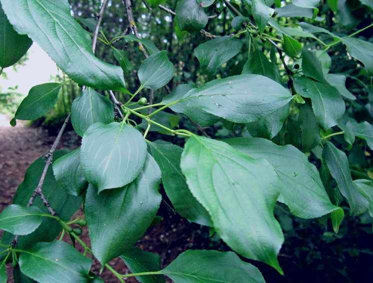 Rhamnus2