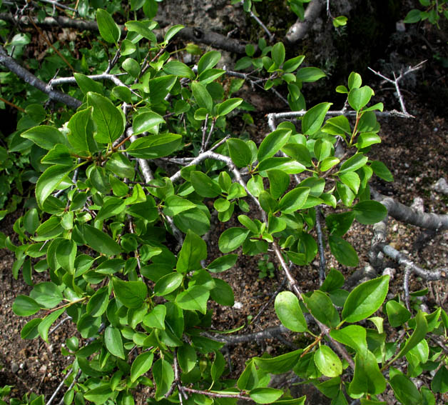 Rhamnus1