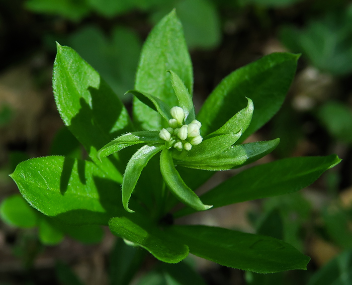 Galium9