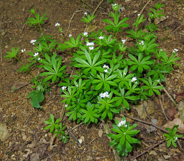 Galium1a