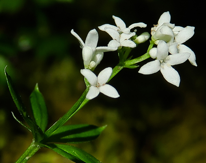 Galium8