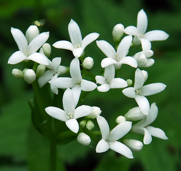 Galium3