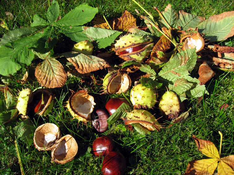 Aesculus