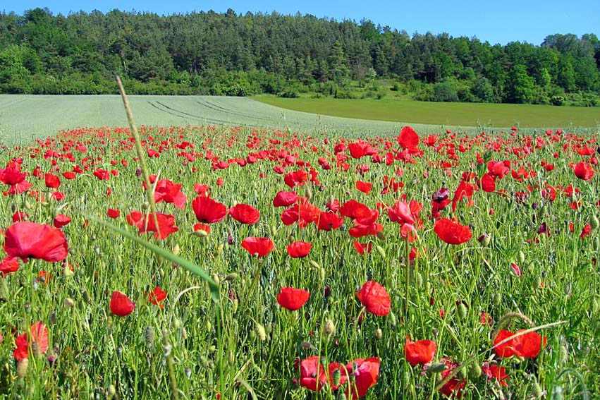 Papaver