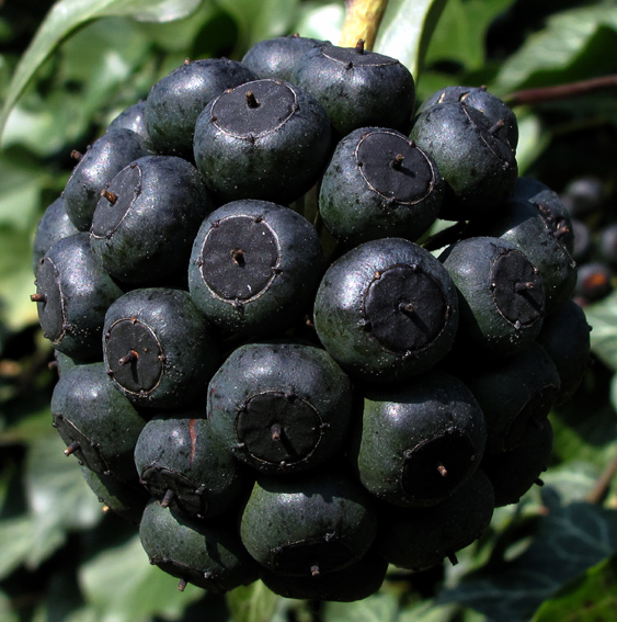 Hedera3