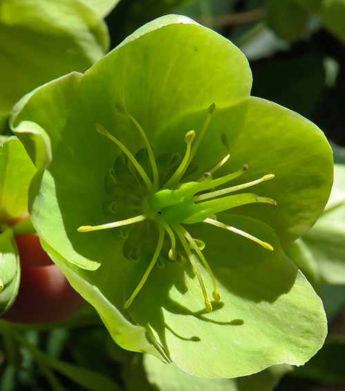 Helleborus6