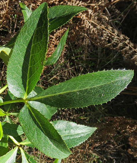 Helleborus6