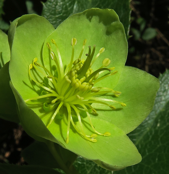 Helleborus9