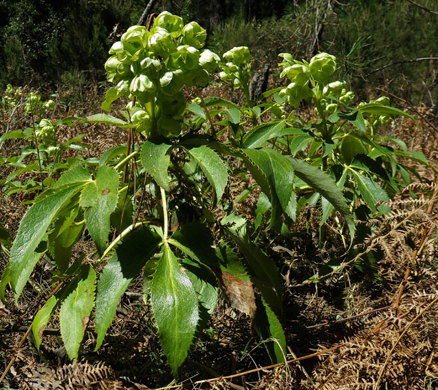 Helleborus6