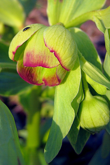 Helleborus1