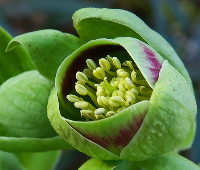 Helleborus1a