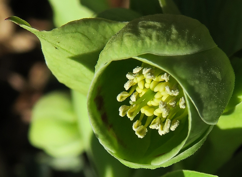 Helleborus1b