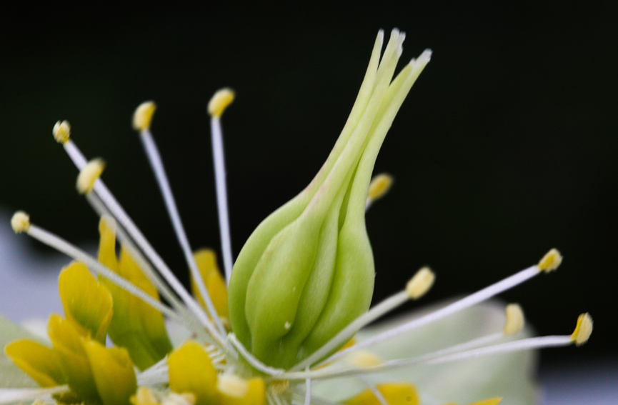 Helleborus4a0