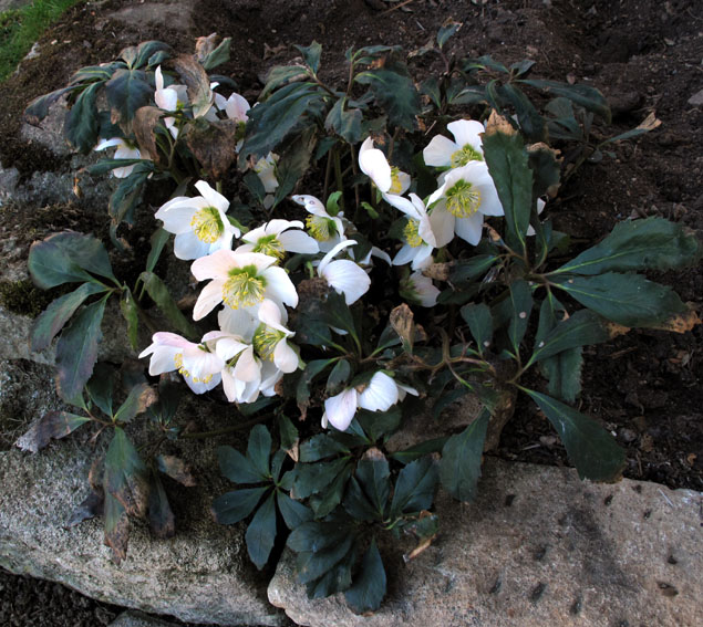 Helleborus3a