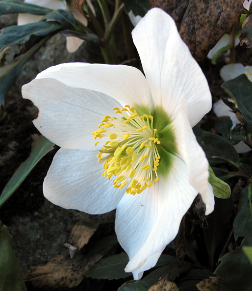 Helleborus3b