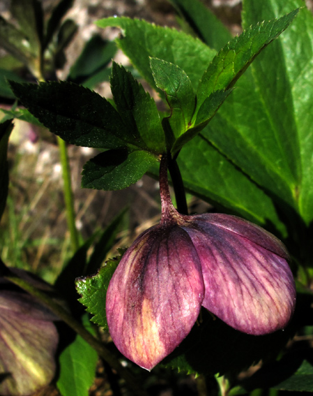 Helleborus6