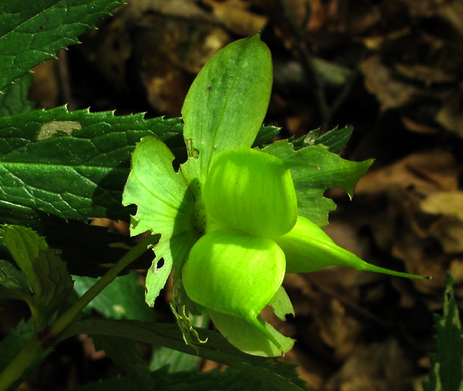 Helleborus4c