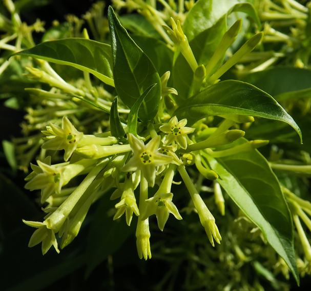 Cestrum1