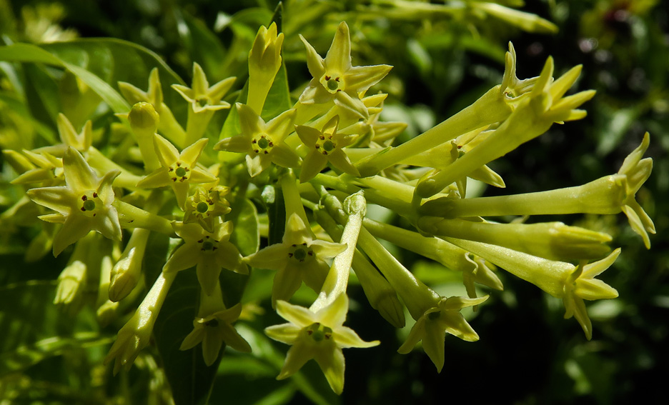 Cestrum4