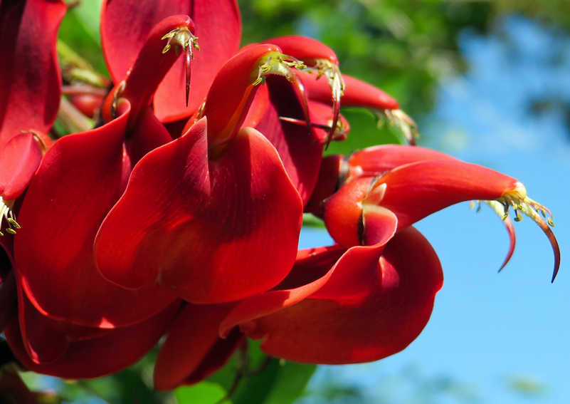 Erythrina3