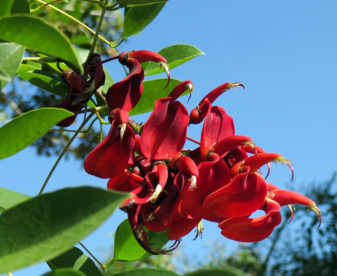 Erythrina1