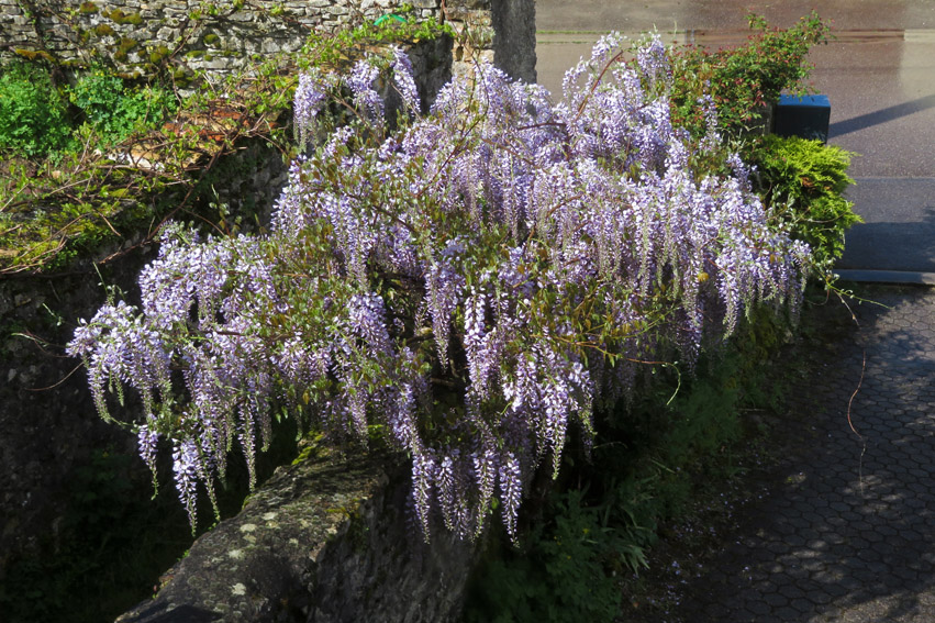 Wisteria1a