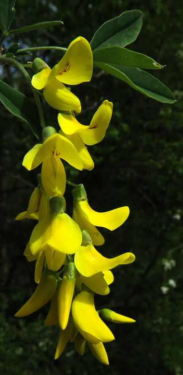 Laburnum2