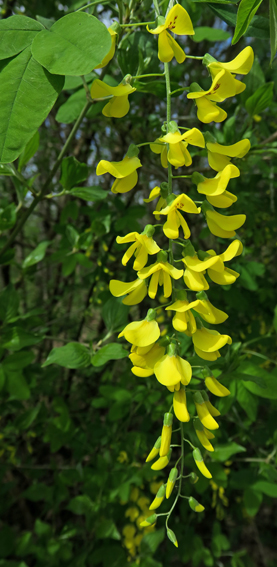 Laburnum3b