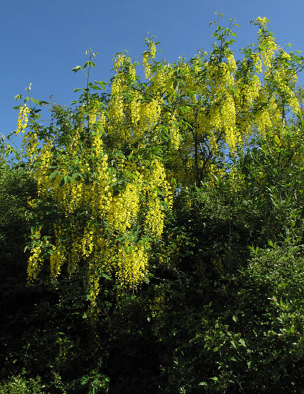 Laburnum1