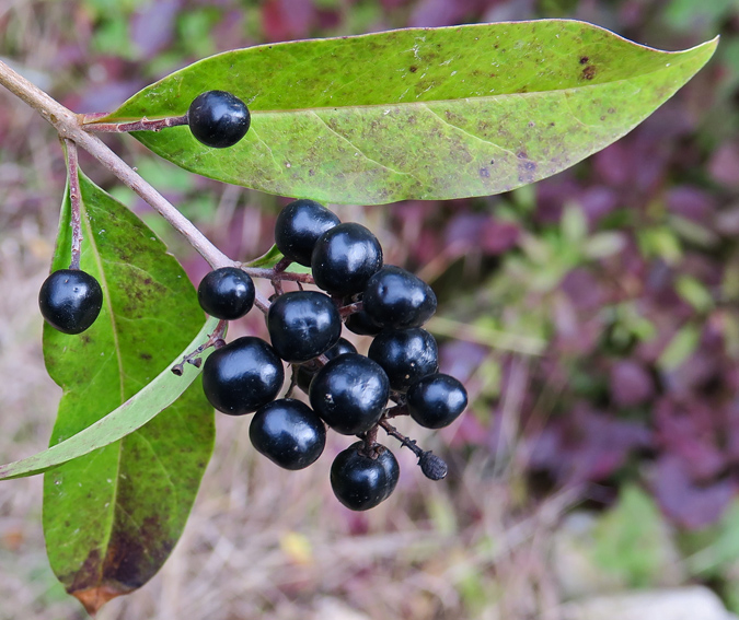 Ligustrum2