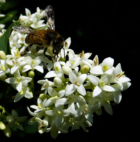 Ligustrum0a