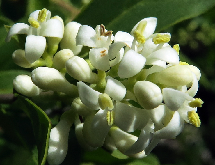 Ligustrum1