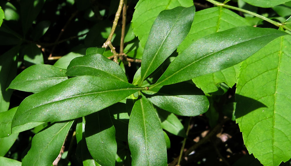 Ligustrum0