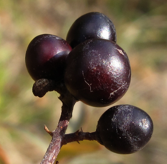 Ligustrum1b
