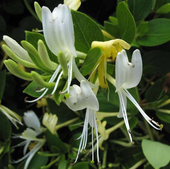 Lonicera3b