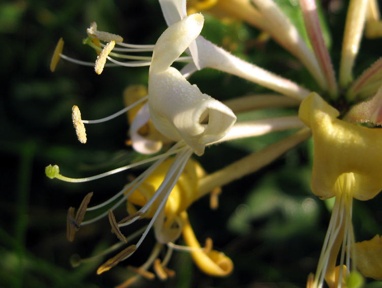 Lonicera3