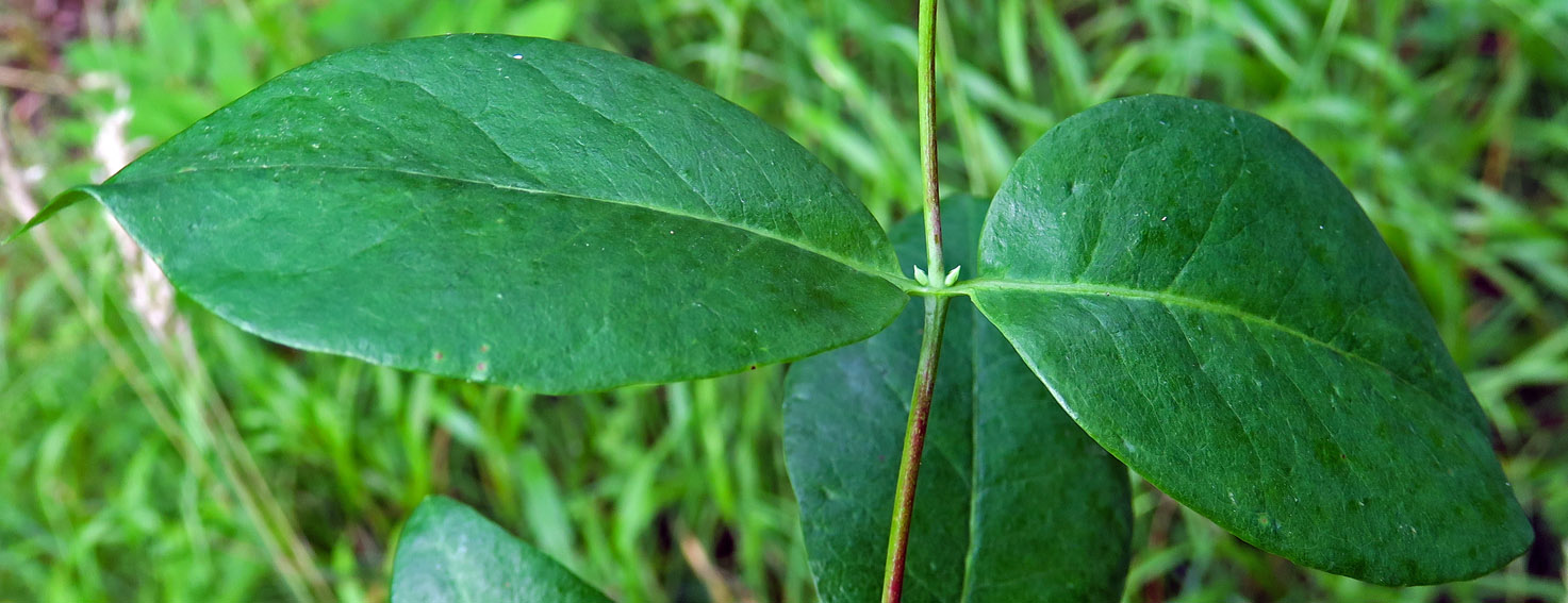 Lonicera2