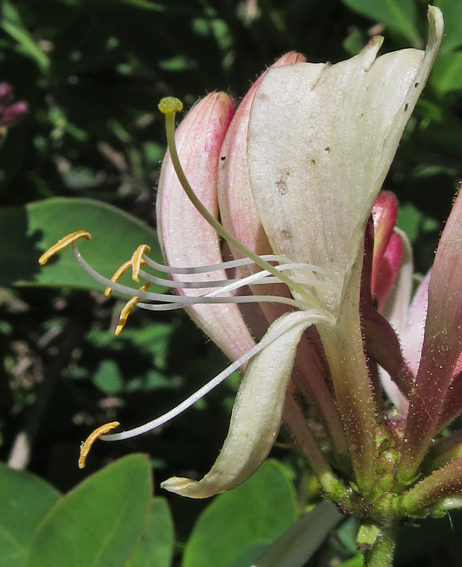 Lonicera3a1