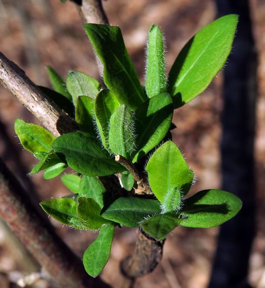 Lonicera1a