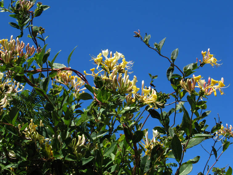 Lonicera1
