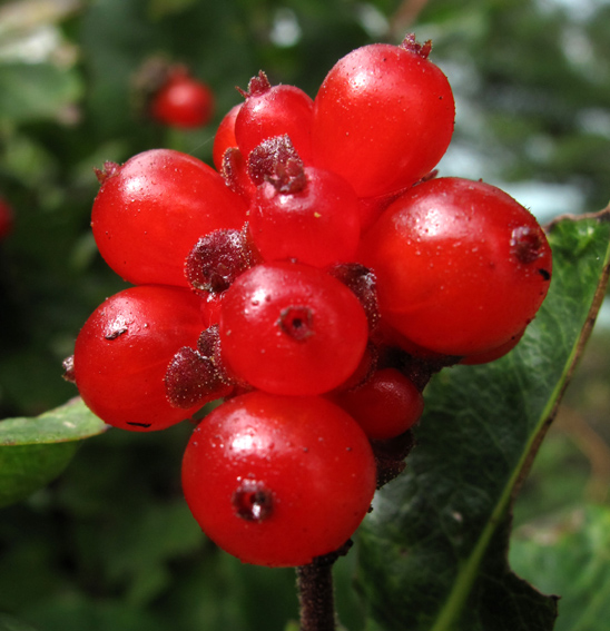 Lonicera3a