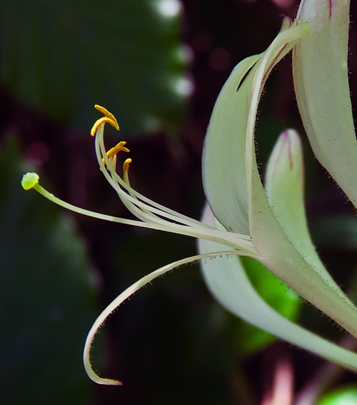 Lonicera3a2