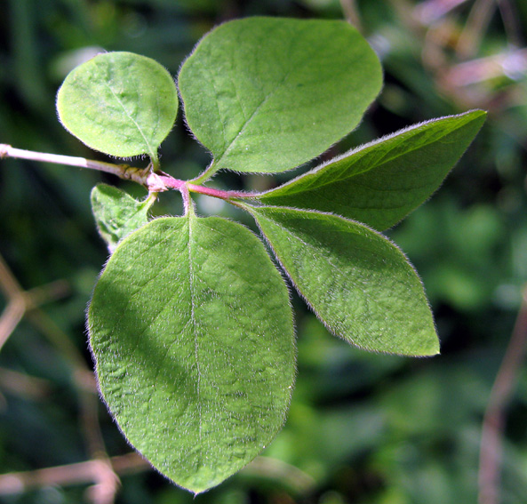 Lonicera5