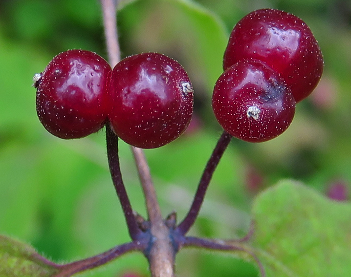 Lonicera7